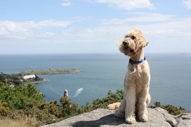 Holidays with your dog in Sorento
