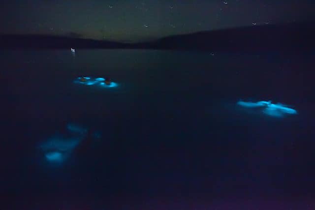 Bioluminescent Bays in Puerto Rico: Best Time to Go