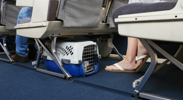 Pet Friendly Airline