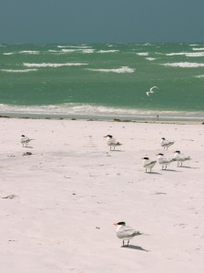 Anna Maria Island – Florida’s Gulf Coast paradise - Trip and Travel Blog