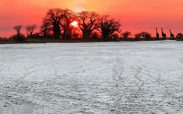 Baines Baobabs sunrise