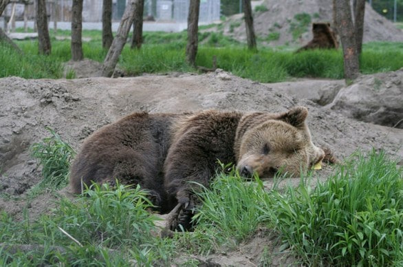Bear sleeping in Medve Otthon