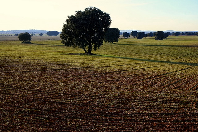 Consuegra La Mancha Field