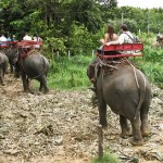 Elephant Rides, Thailand