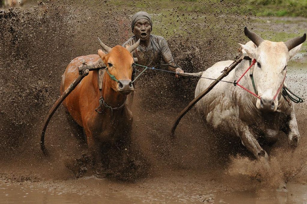 Race of cows in Indonesia