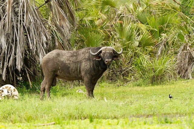Buffalo in Tanzania