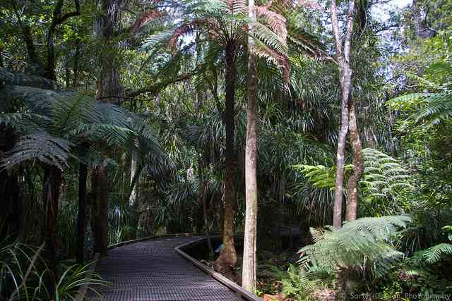 Tane Mahuta, Waipoua Forest, New Zealand