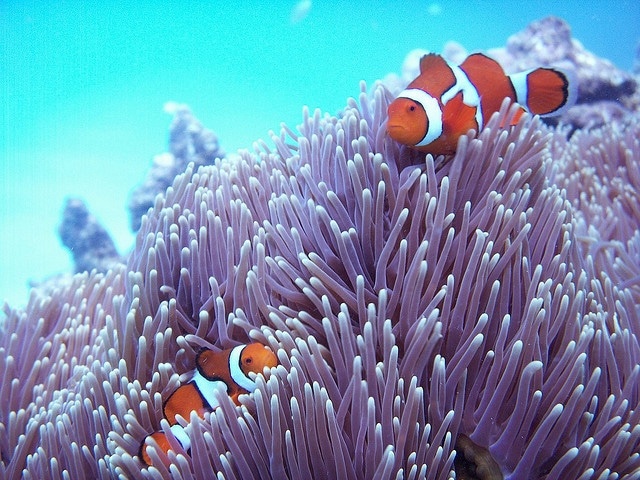 Hiding Nemo, Great Barrier Reef