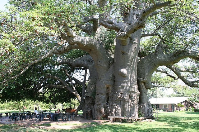 Sunland Baobab