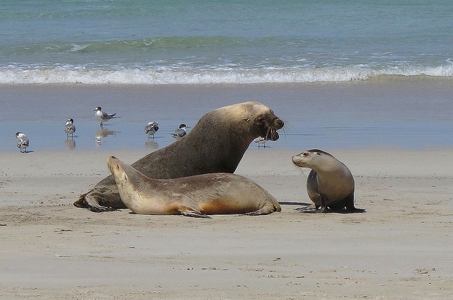 Family dispute at Seal Bay