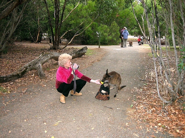 Feeding a wallaby