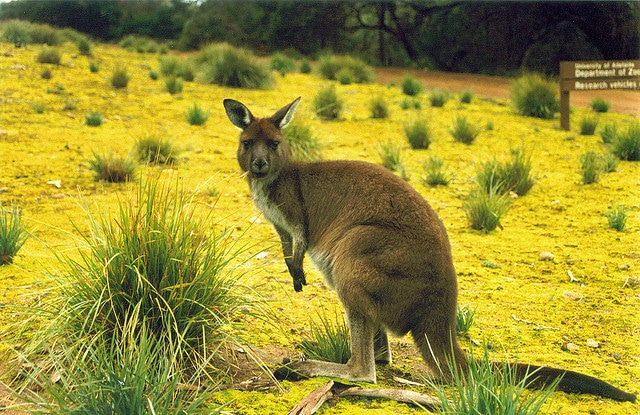 A kangaroo at Flinders Chase