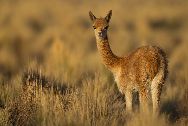 This baby vicuña wants you to take him home