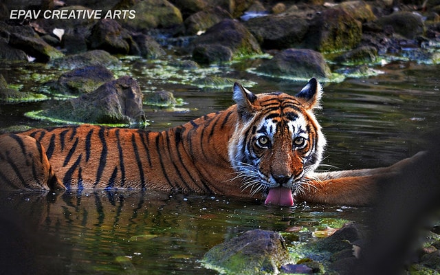 Bengal tiger in Ranthambore National Park