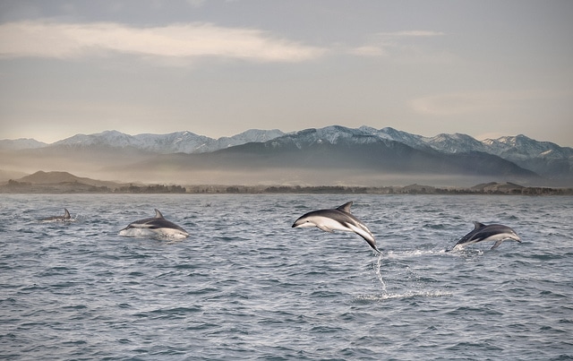Some dolphins at play