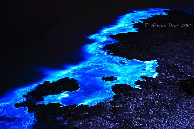 Bioluminescence in Tasmania