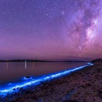 Bioluminescent phytoplankton, Australia