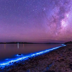 Red tides in Australia are blue thanks to bioluminescence