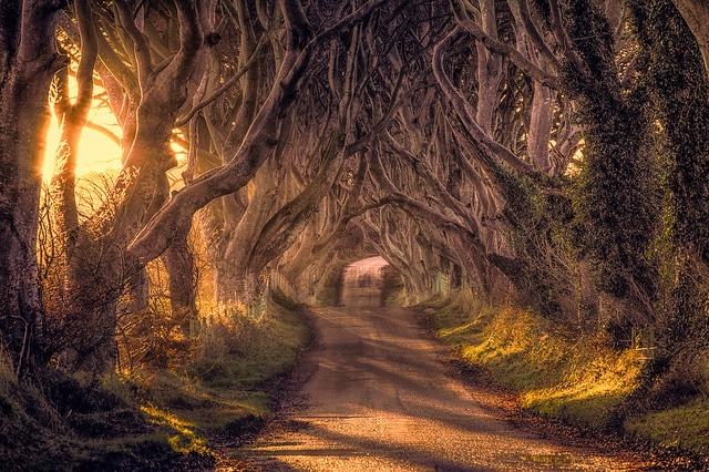 Dark Hedges