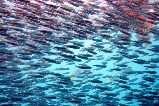 Great Barrier Reef