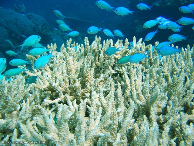 Great Barrier Reef