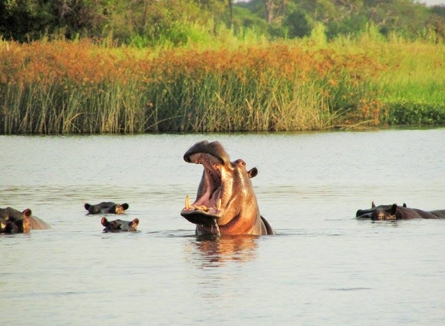 Okavango Delta Hippo