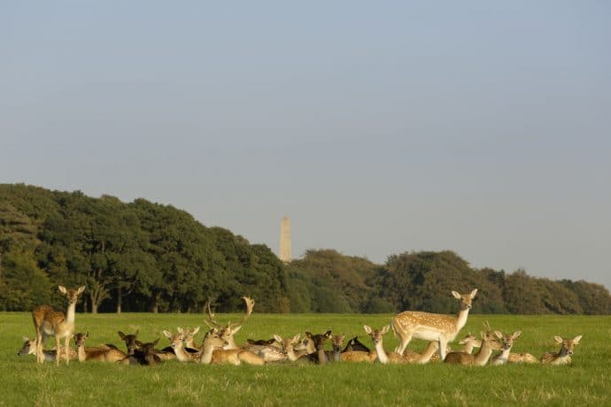 Deer in Phoenix park