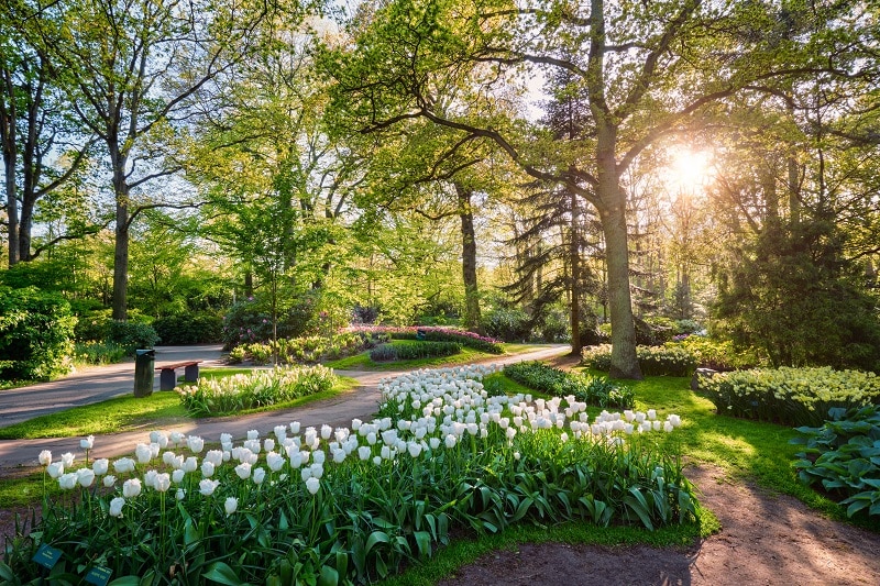 Keukenhof flower garden. Lisse, the Netherlands.