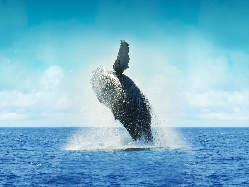 Whale in Mexico