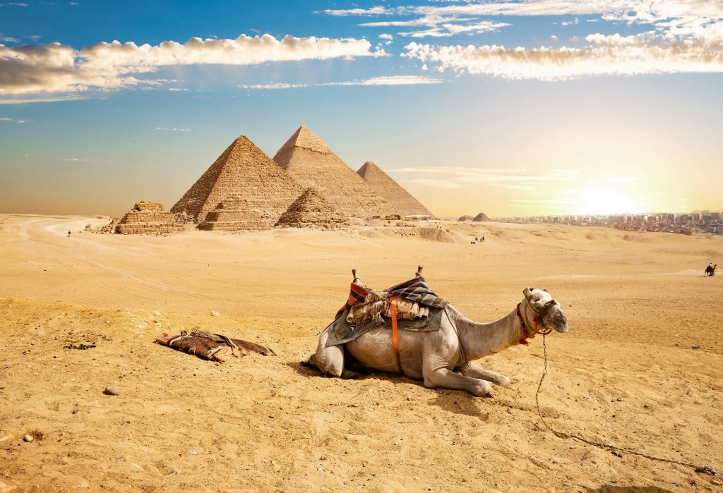 Camel and Pyramids