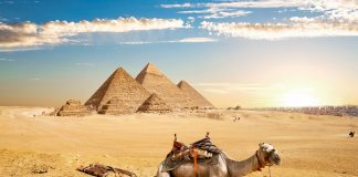 Camel and Pyramids