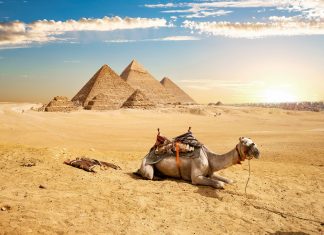 Camel and Pyramids