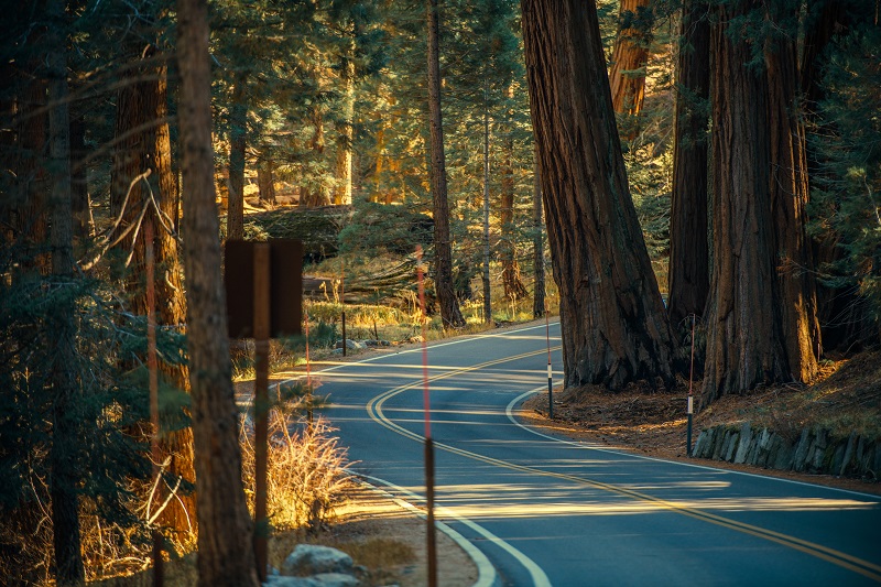 Sequoia Park Road Trip