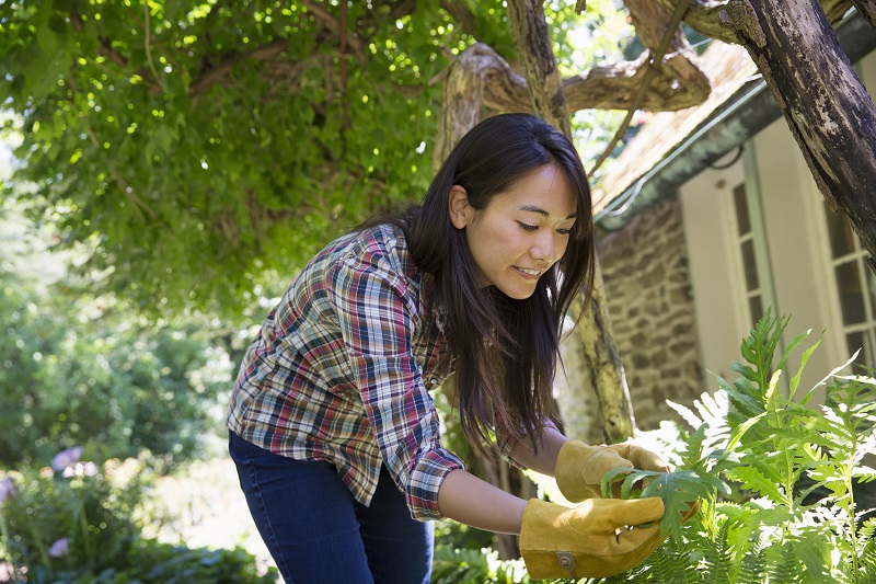 House Garden