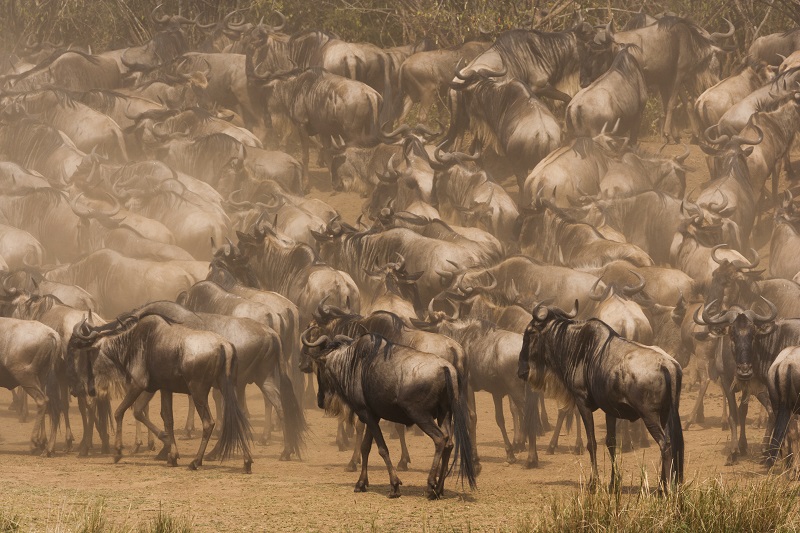 Wildebeests, Kenya