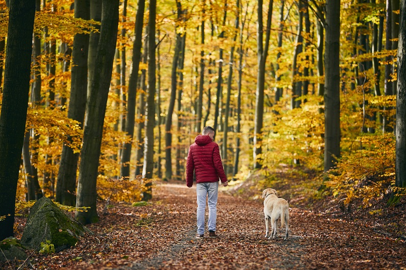 Rear view of man with dog in autumn nature