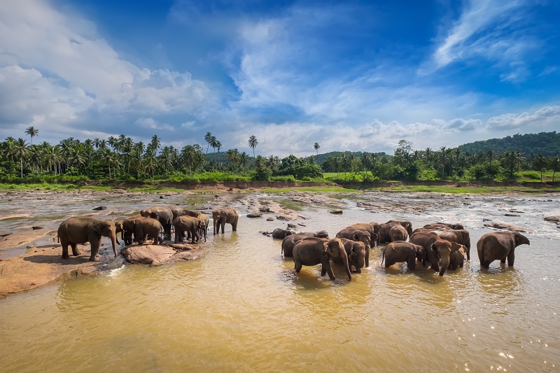 Big Asian elephants. Nature of Sri Lanka