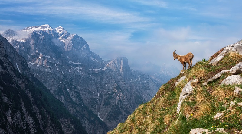 Alpine Ibex in the morning in Julian Alps