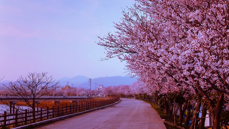 blossom-cherry-flower-at-naju-city-south-korea