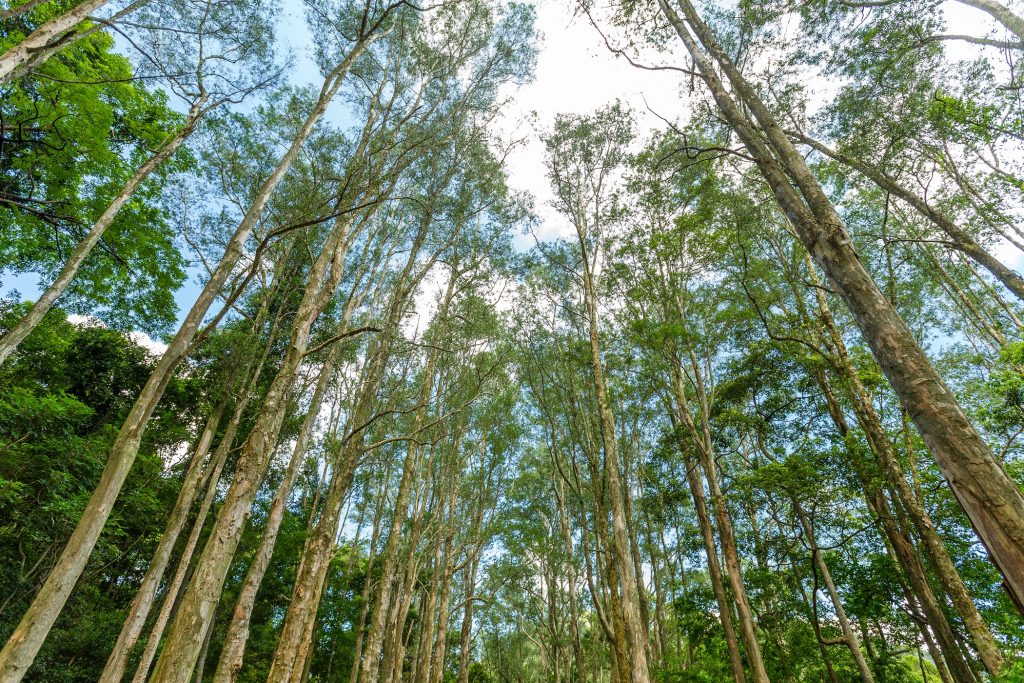 Forest and sky