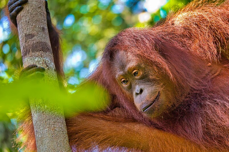 orangutan-tanjung-puting-national-park-borneo-indo