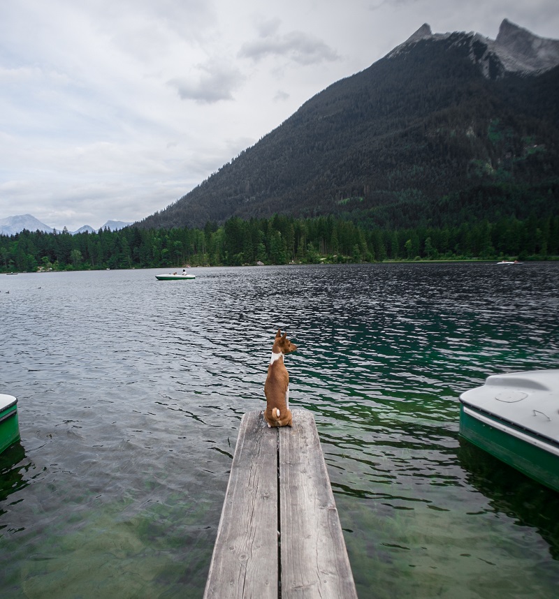 Pet by the water. Pet in nature