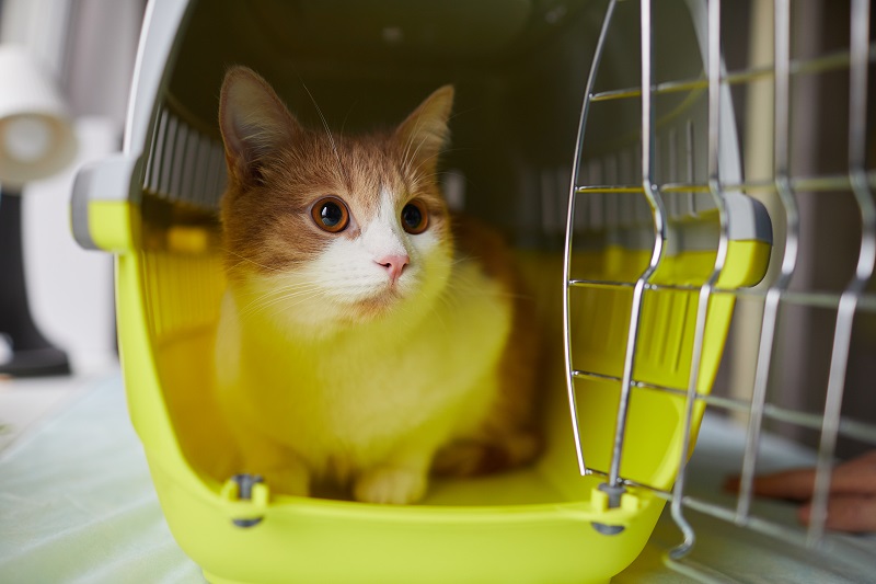 Pet in vet clinic