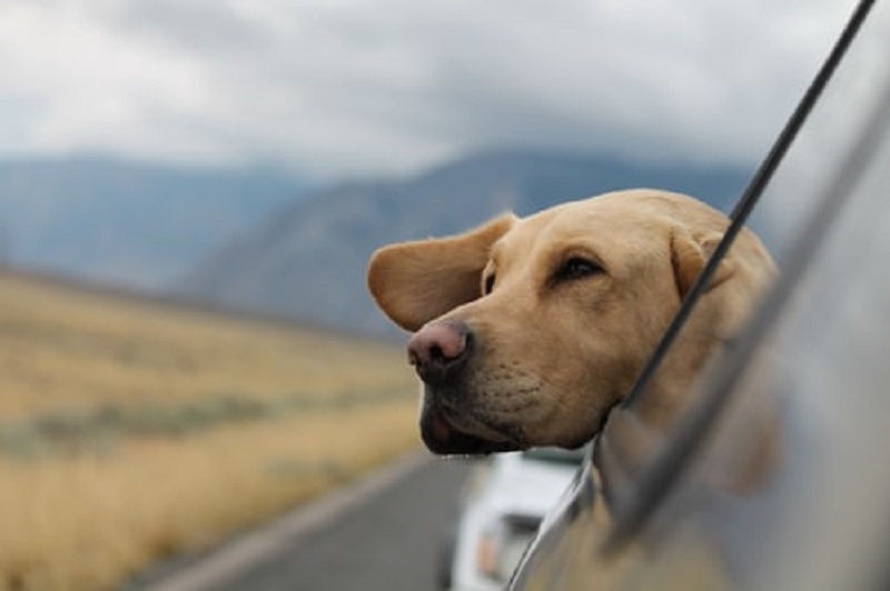 Traveling with pets