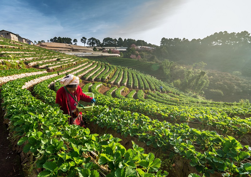 farmer pick in Strawberry fruit when sunrise on in strawberry fi