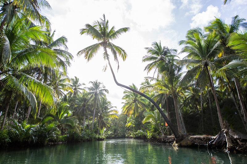 Leaning palm at Maasin river, Siargao