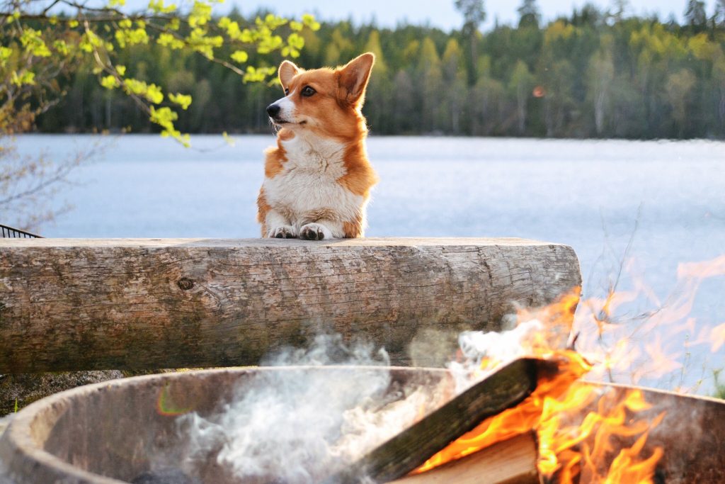 dog-at-the-campfire