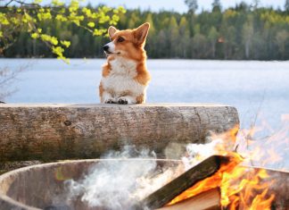 dog-at-the-campfire