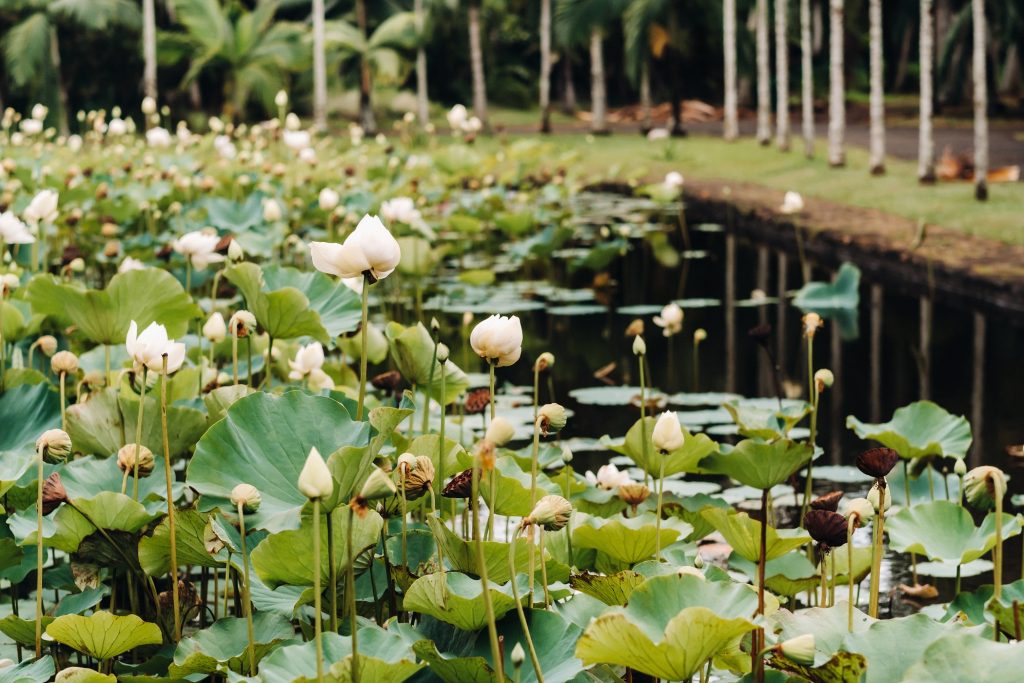 Botanical garden in Pamplemousses, Mauritius.Pond in the Botanical garden of Mauritius