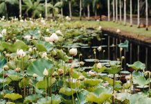 Central Park Alternatives – 7 Spots to Enjoy Nature in NYC Botanical garden in Pamplemousses, Mauritius.Pond in the Botanical garden of Mauritius